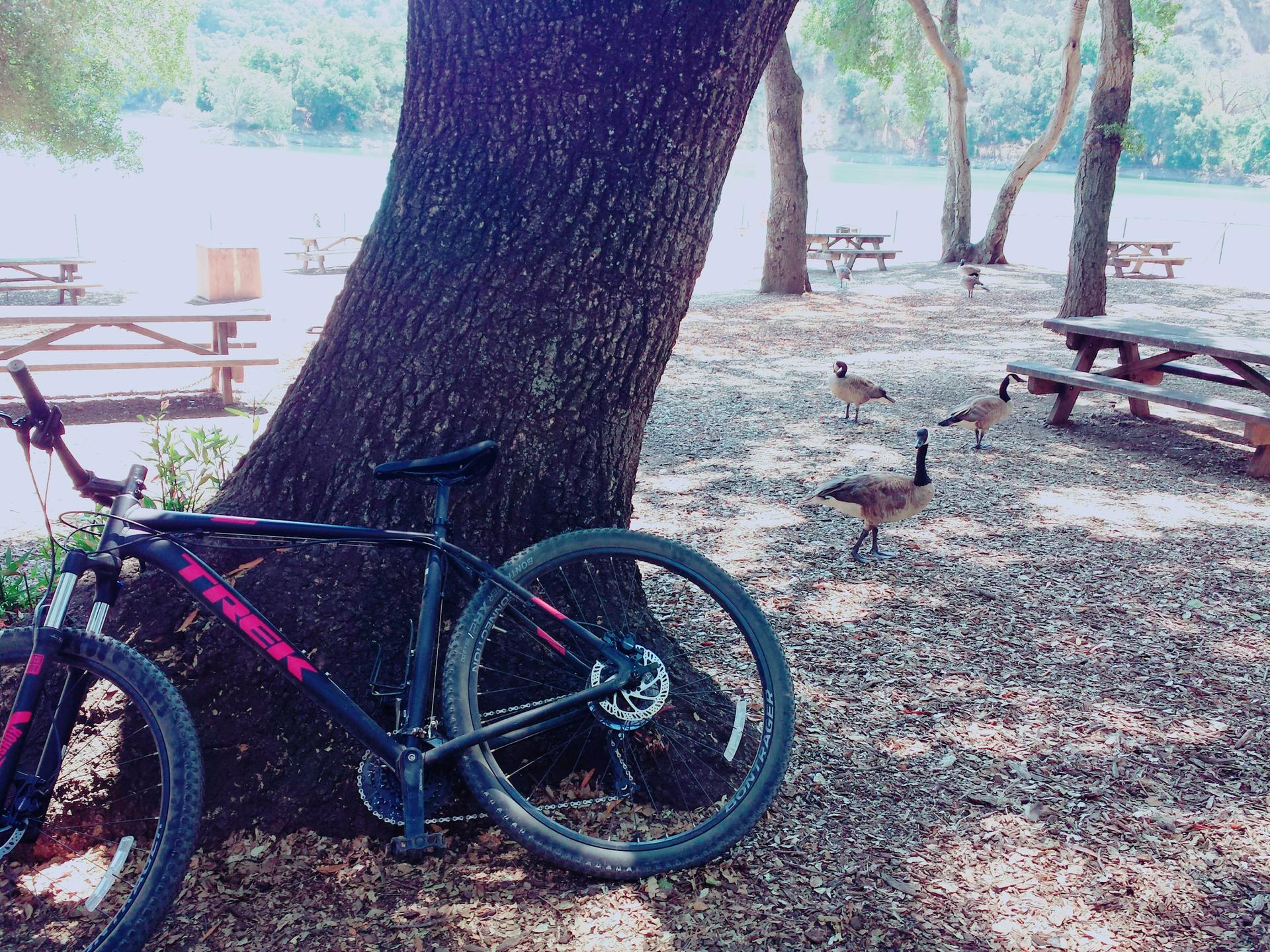 Bicycle leaning against a tree, with geese and picnic tables nearby.