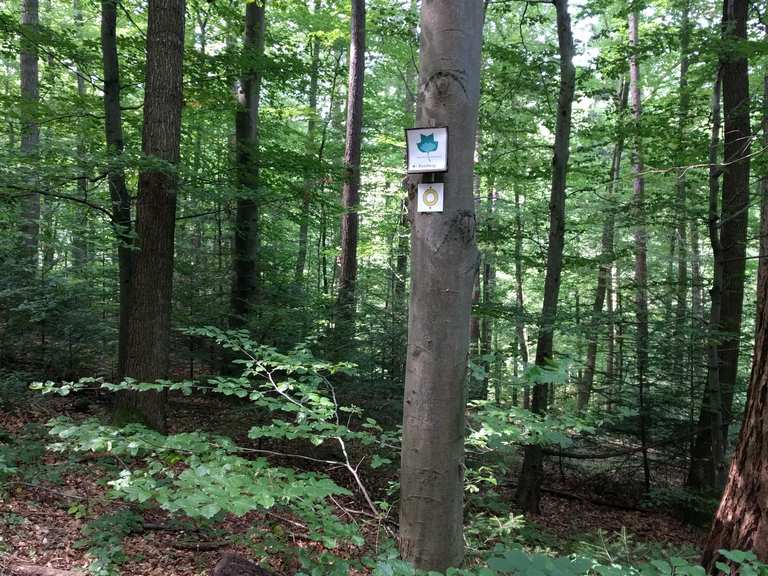 Arboretum Grafenberg: Wanderungen und Rundwege | komoot