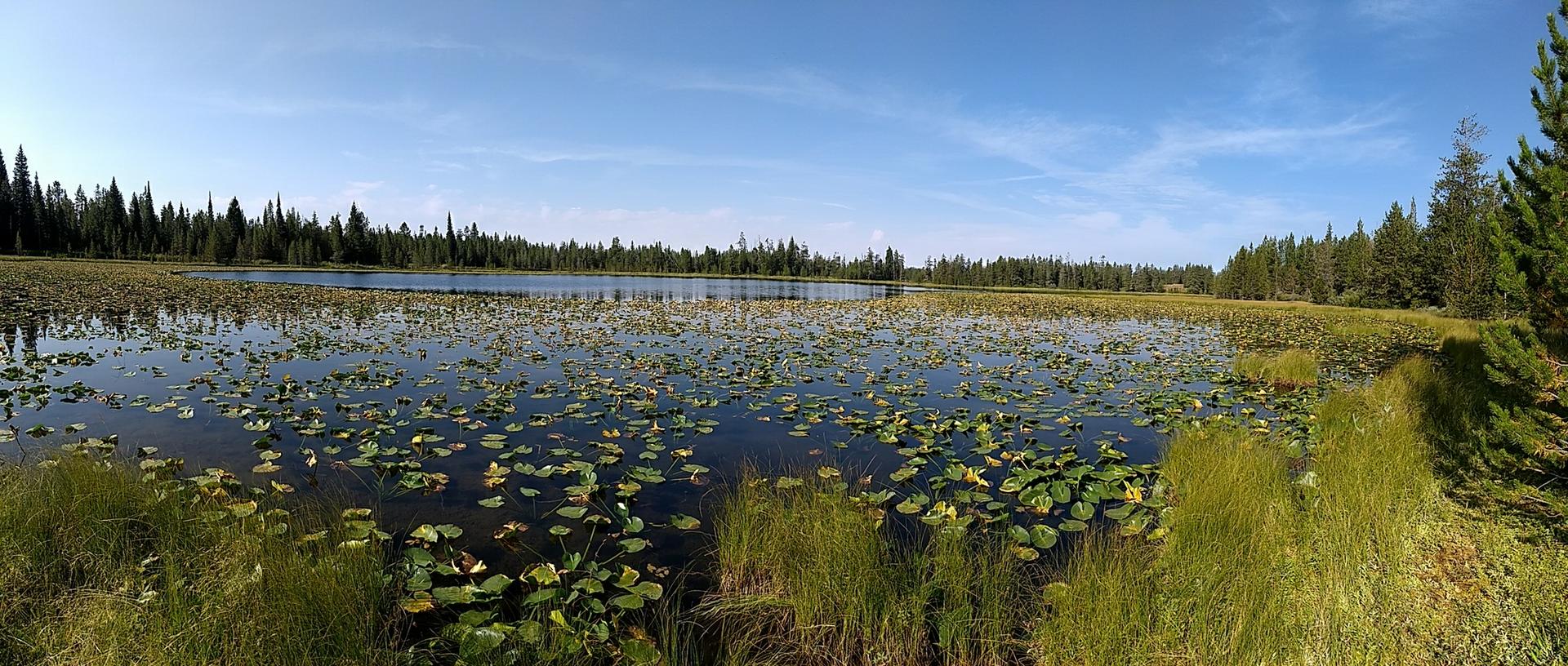 Panoramic view of a lake with lily pads and a distant forest.