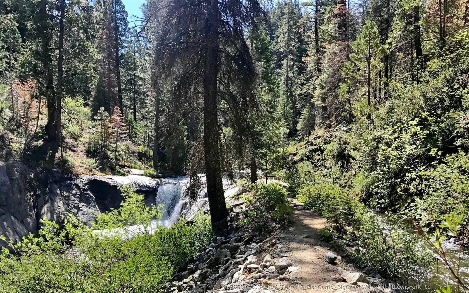 Sunny forest path beside a waterfall and tall green trees.
