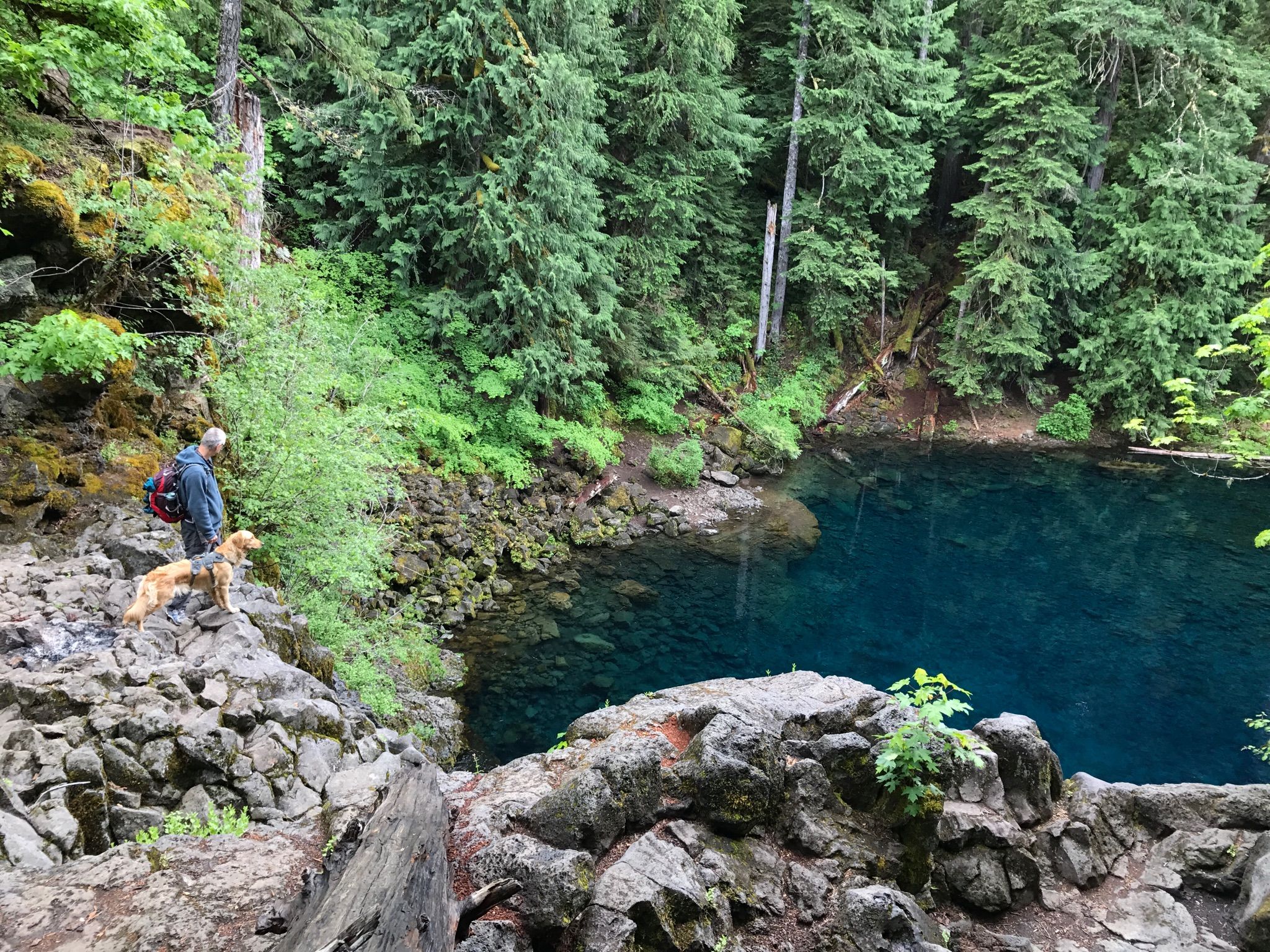 A person and dog stand on a rocky cliff overlooking a clear blue pool. - Sahalie Falls, Koosah, and Tamolitch Falls via McKenzie River Trail
