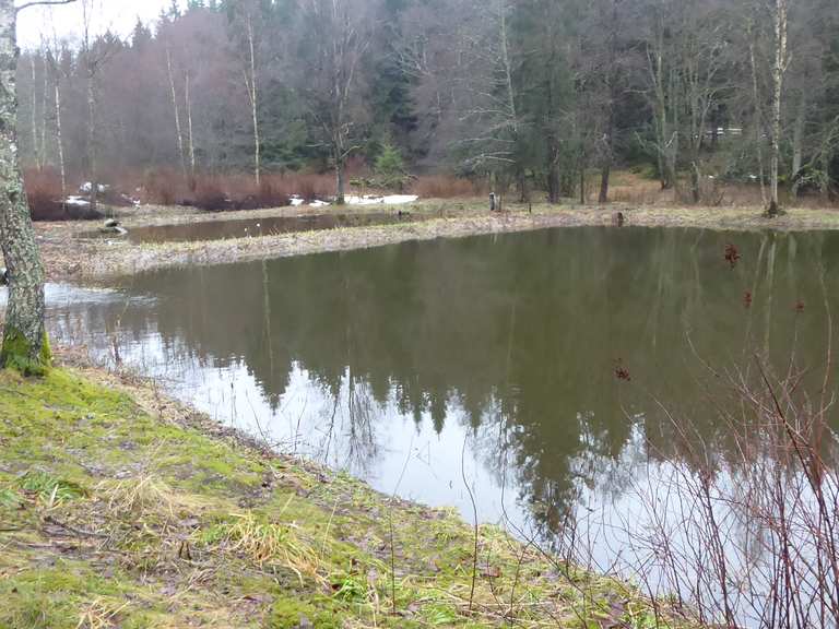 Forellenteich Waldcafe Wanderungen und Rundwege komoot