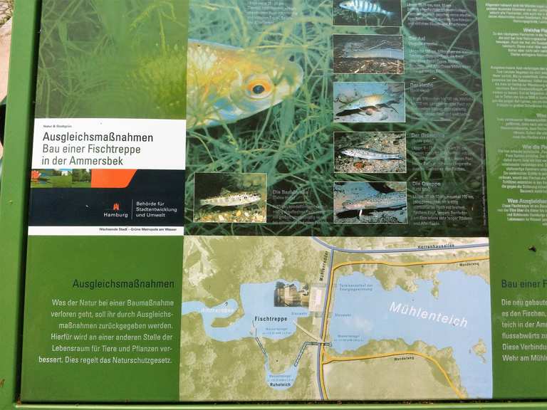 Fischtreppe am Mühlenteich der Ammersbek Wanderungen und Rundwege komoot