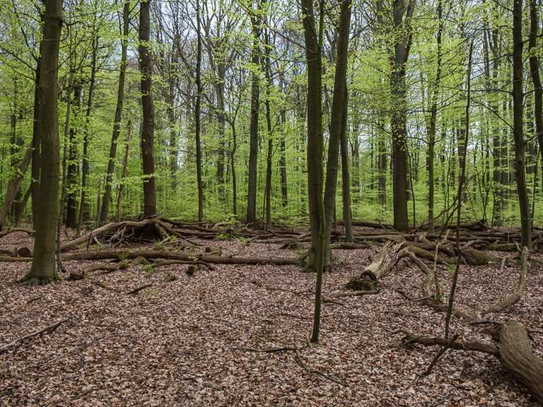 Volksdorfer Wald Routes for Walking and Hiking | Komoot