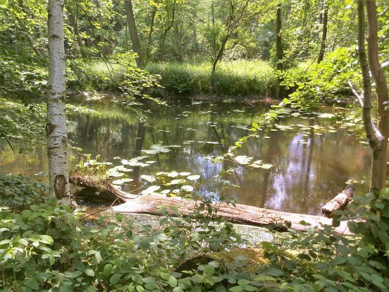 Weg an der Ammersbek Wanderungen und Rundwege komoot