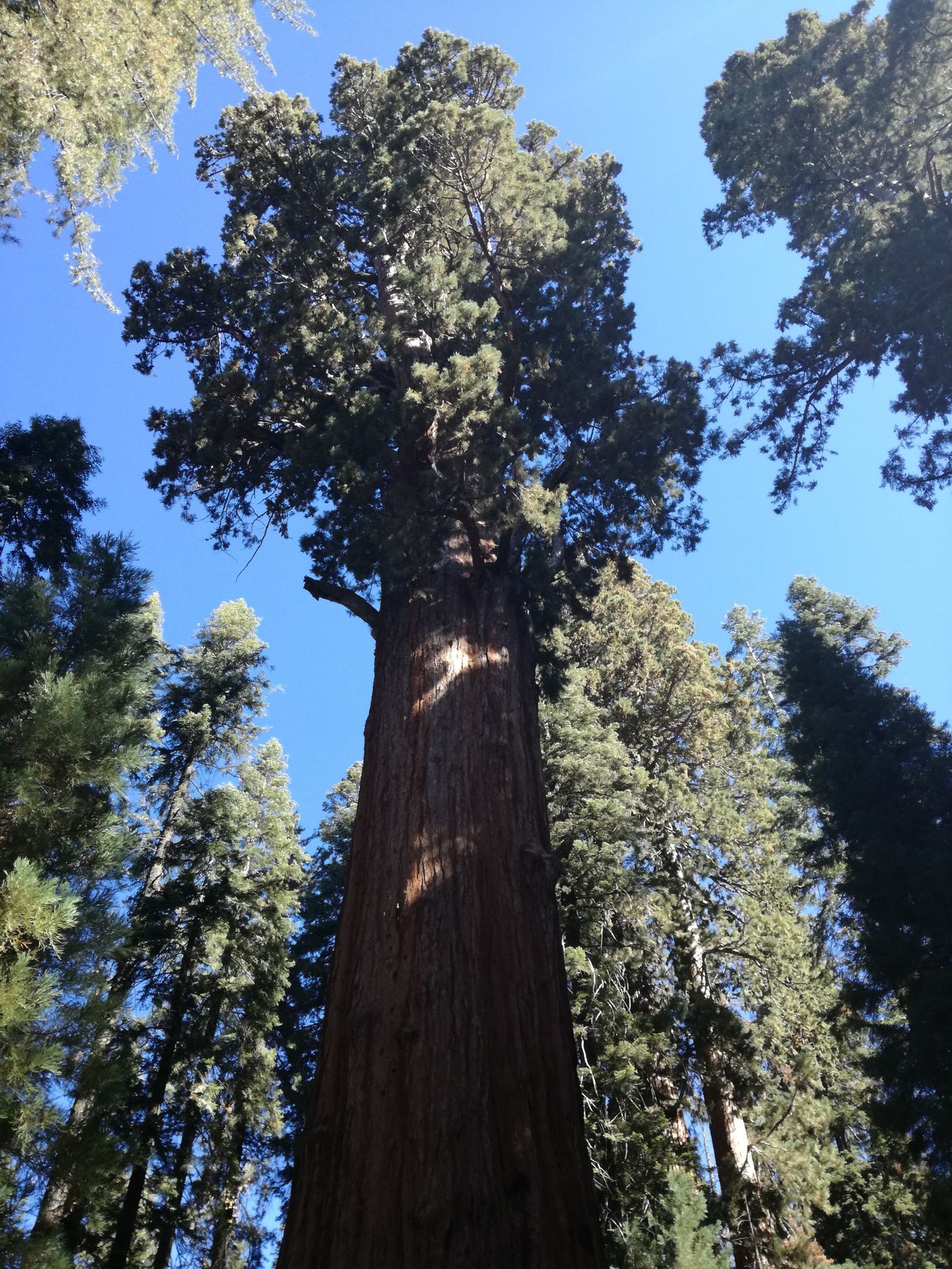 Looking up at a massive, tall tree against a bright blue sky. - Congress Trail Loop