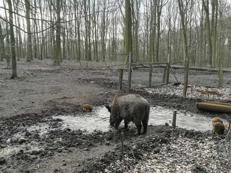 Wildschweingehege Wanderungen und Rundwege komoot