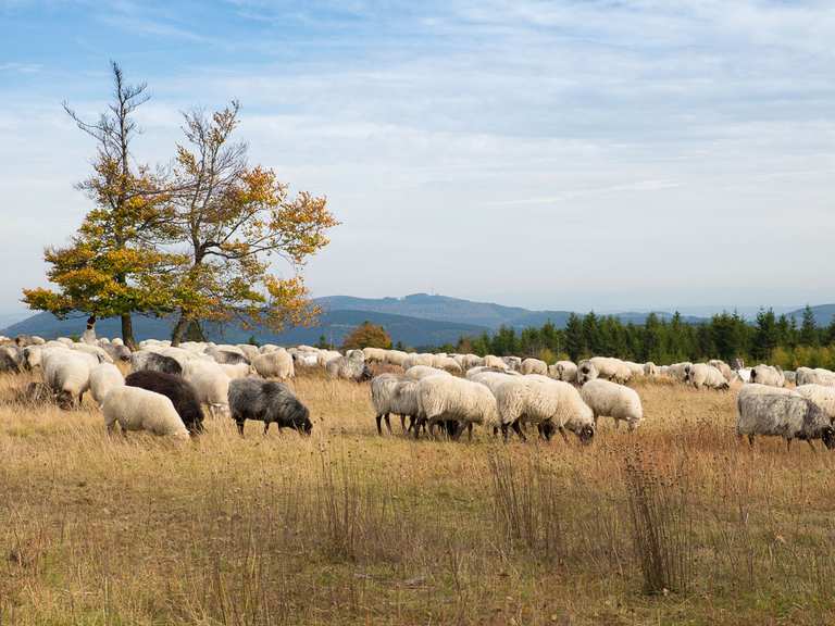 Hoher Knochen – Schöner Bergweg Runde von Neuastenberg | Wanderung | Komoot