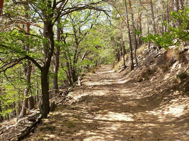 Kiefernwald Wanderungen und Rundwege komoot