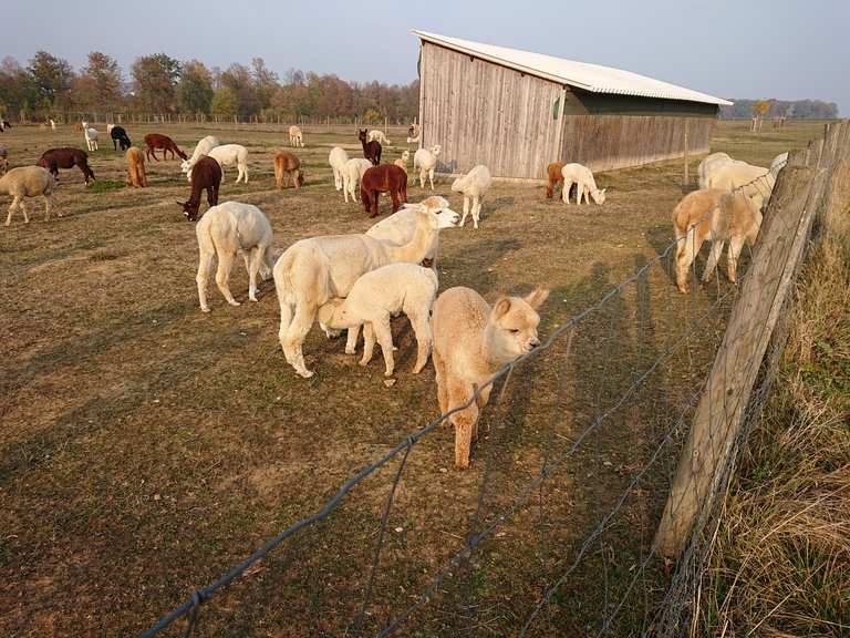 Alpakafarm Schaber - Nürtingen, Esslingen | Wandertipps & Fotos | Komoot