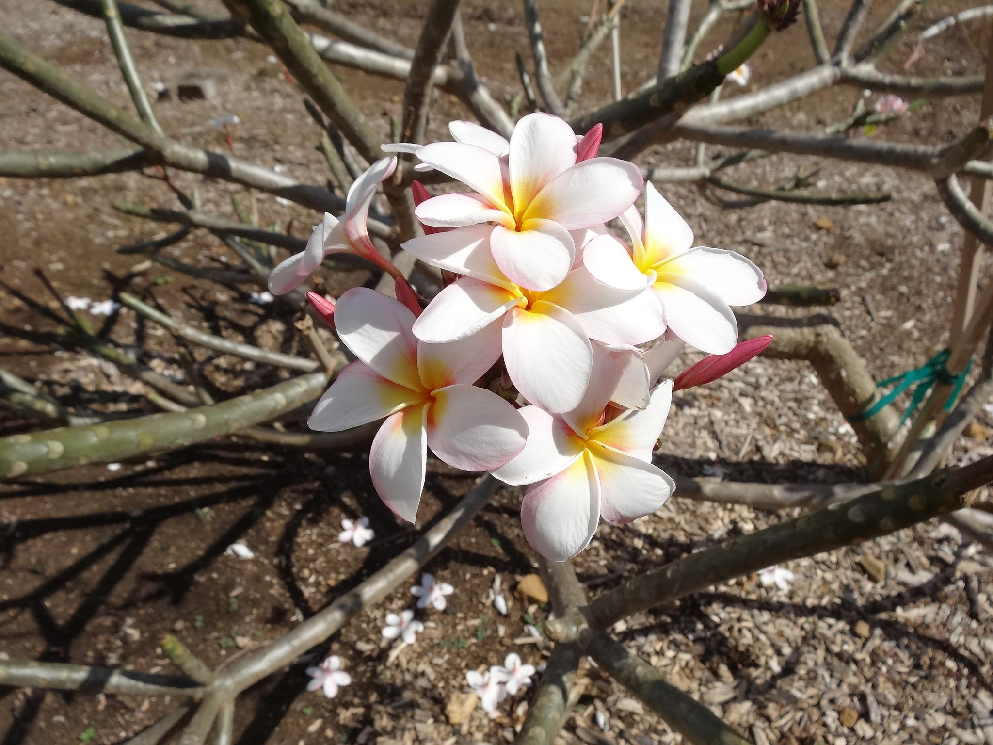 Close-up of white and yellow plumeria flowers on bare branches in bright sun.