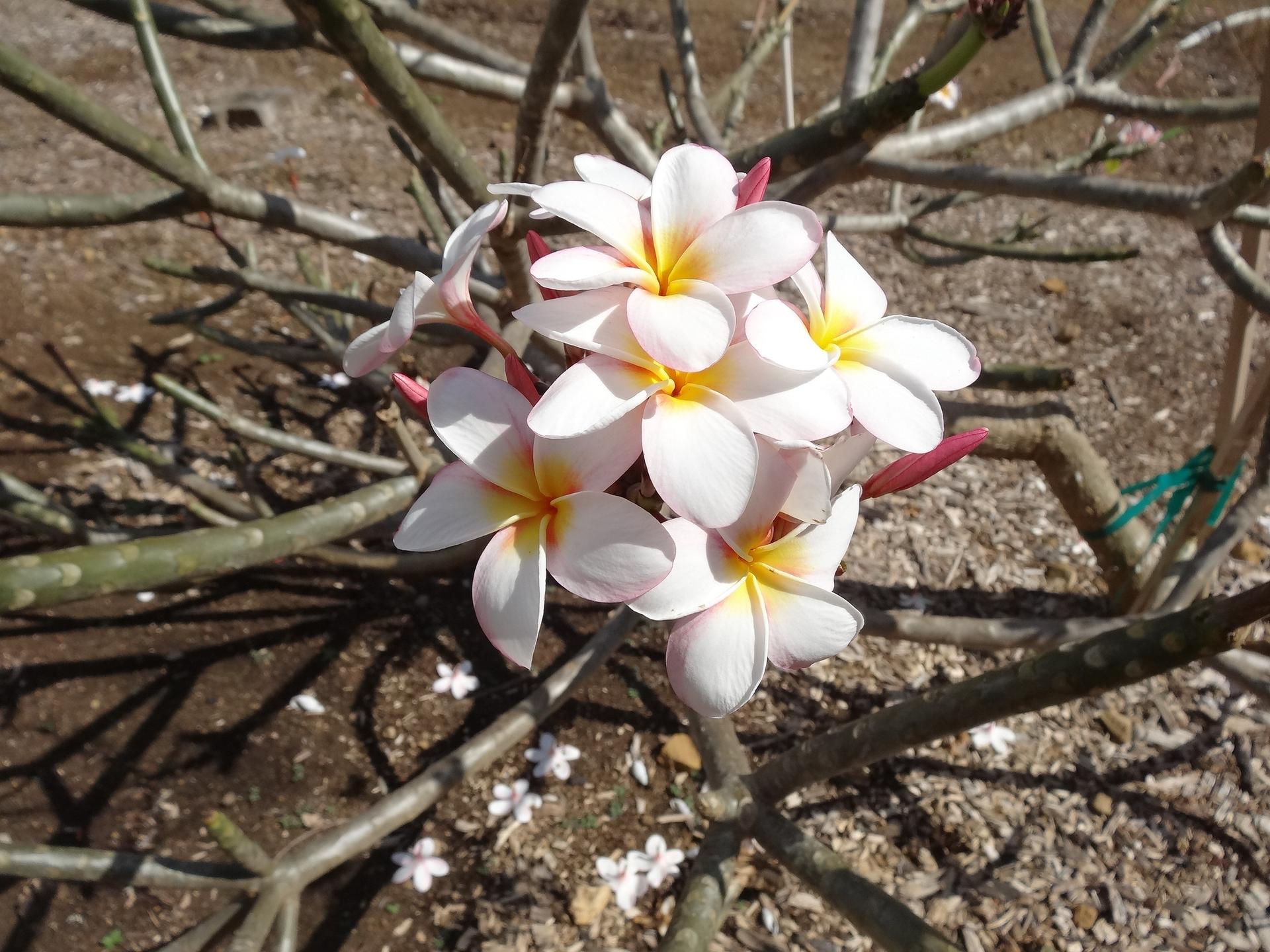 Close-up of white and yellow plumeria flowers on bare branches in bright sun.