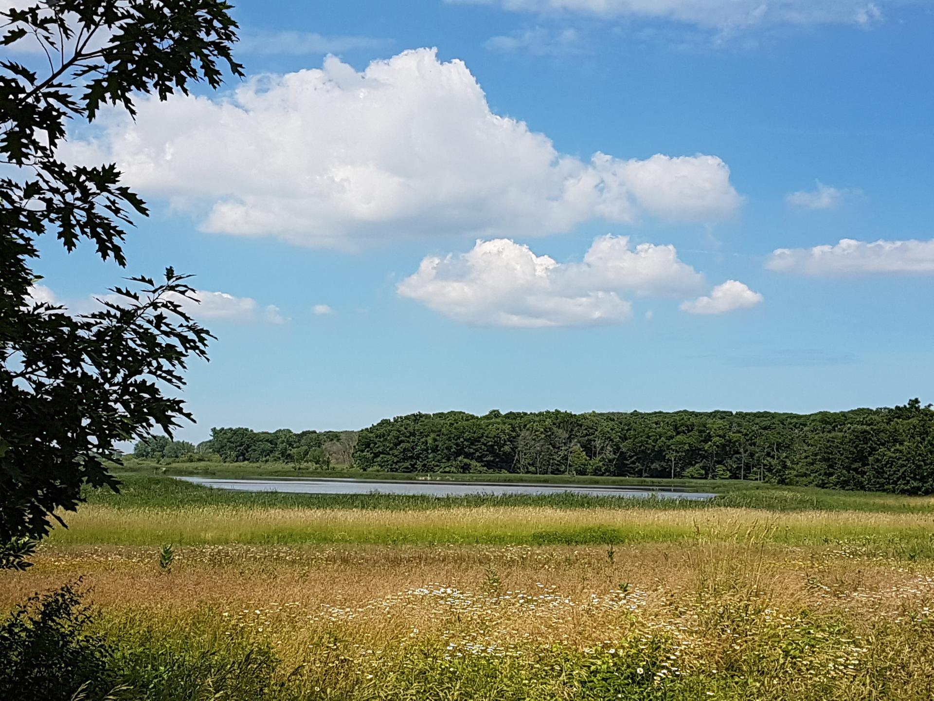 Sunny field of tall grass with a lake and forest under a blue sky.