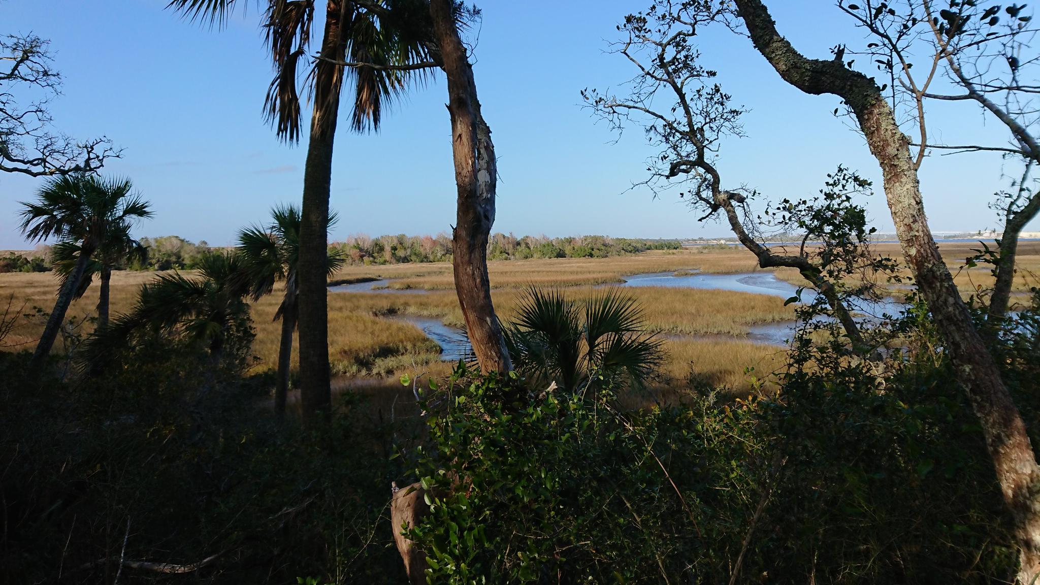Palm trees and other foliage frame a vast marsh with winding water channels.