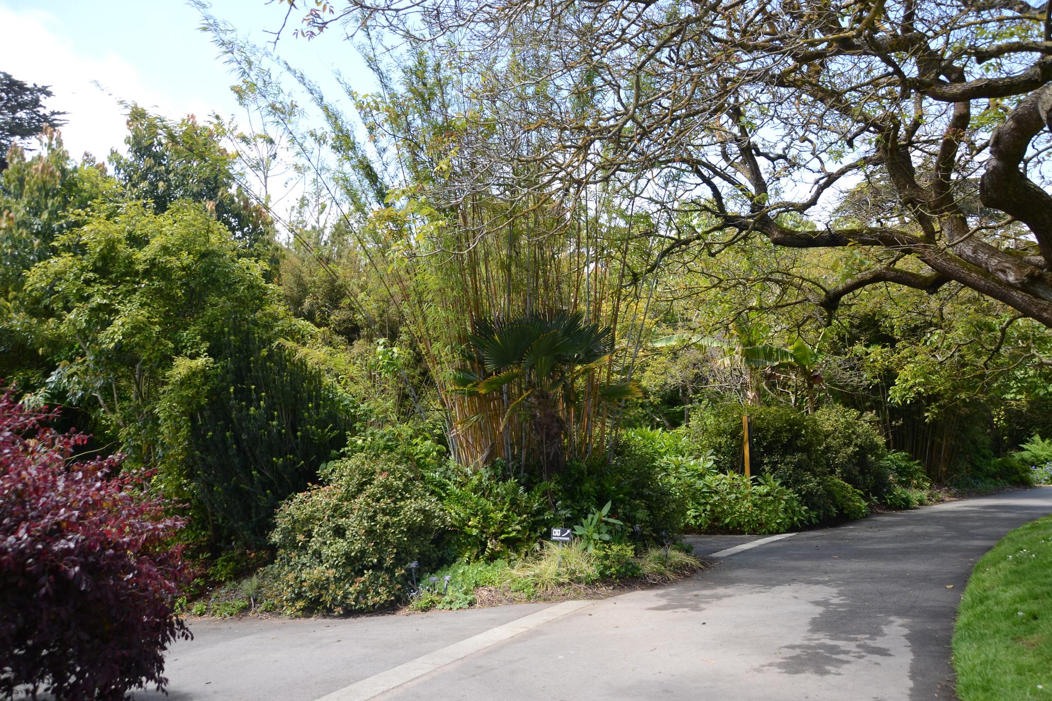 A winding paved path through a vibrant green garden with tall bamboo.