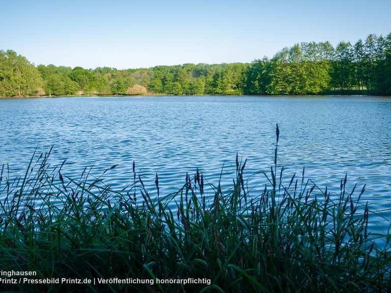 Leveringhäuser Vogelteich / NSG Leveringhäuser Teich (Waltrop