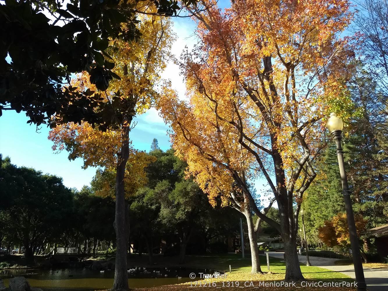 Vibrant autumn trees with yellow and orange leaves in a sunny park.