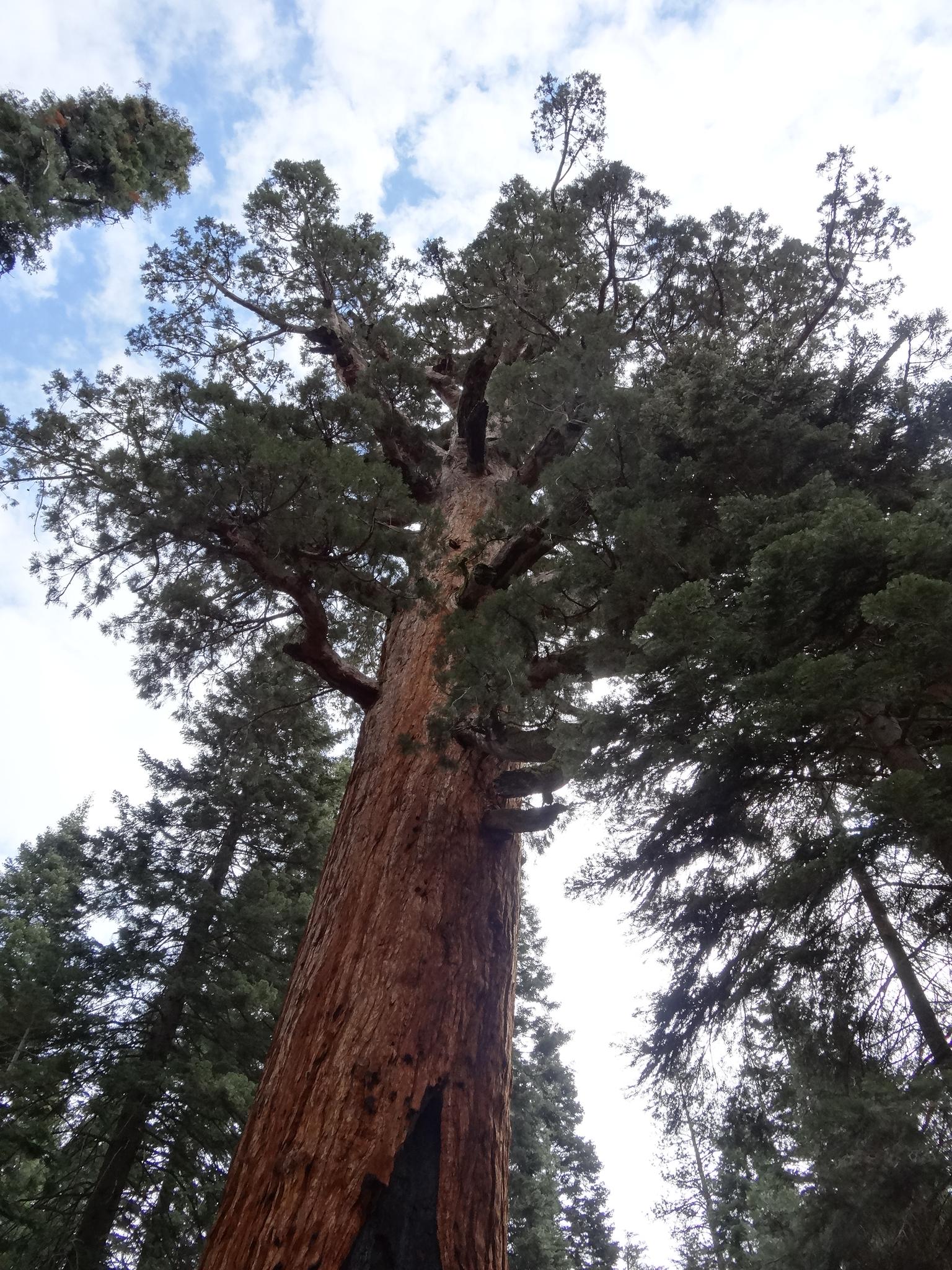 Looking up at the colossal trunk and green canopy of a giant tree.