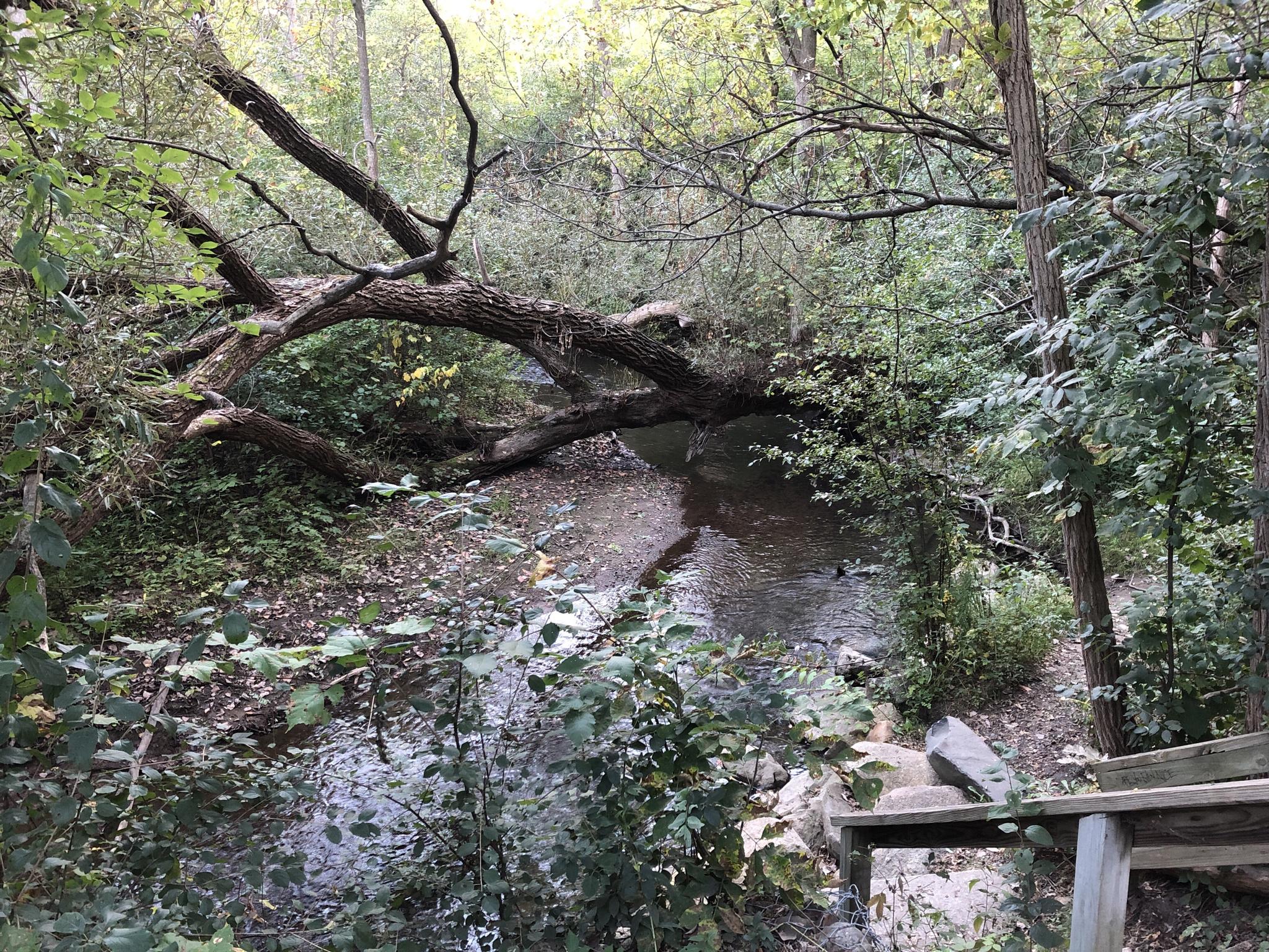 A large fallen tree spans a narrow stream in a dense forest.