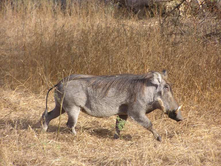 Réserve de Bandia Wanderungen und Rundwege komoot