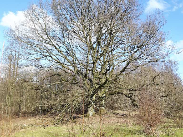 Naturschutzgebiet Höltigbaum Hamburg, Deutschland Wandertipps