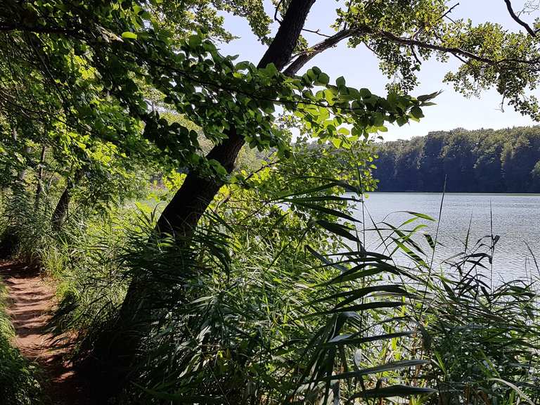 Uferweg am Hellsee Sumpf am See Runde von Lobetal Wanderung Komoot