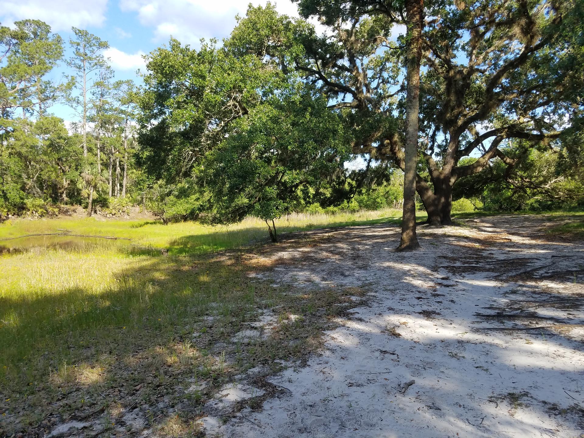 A sunny clearing with green grass, sandy ground, and large trees.