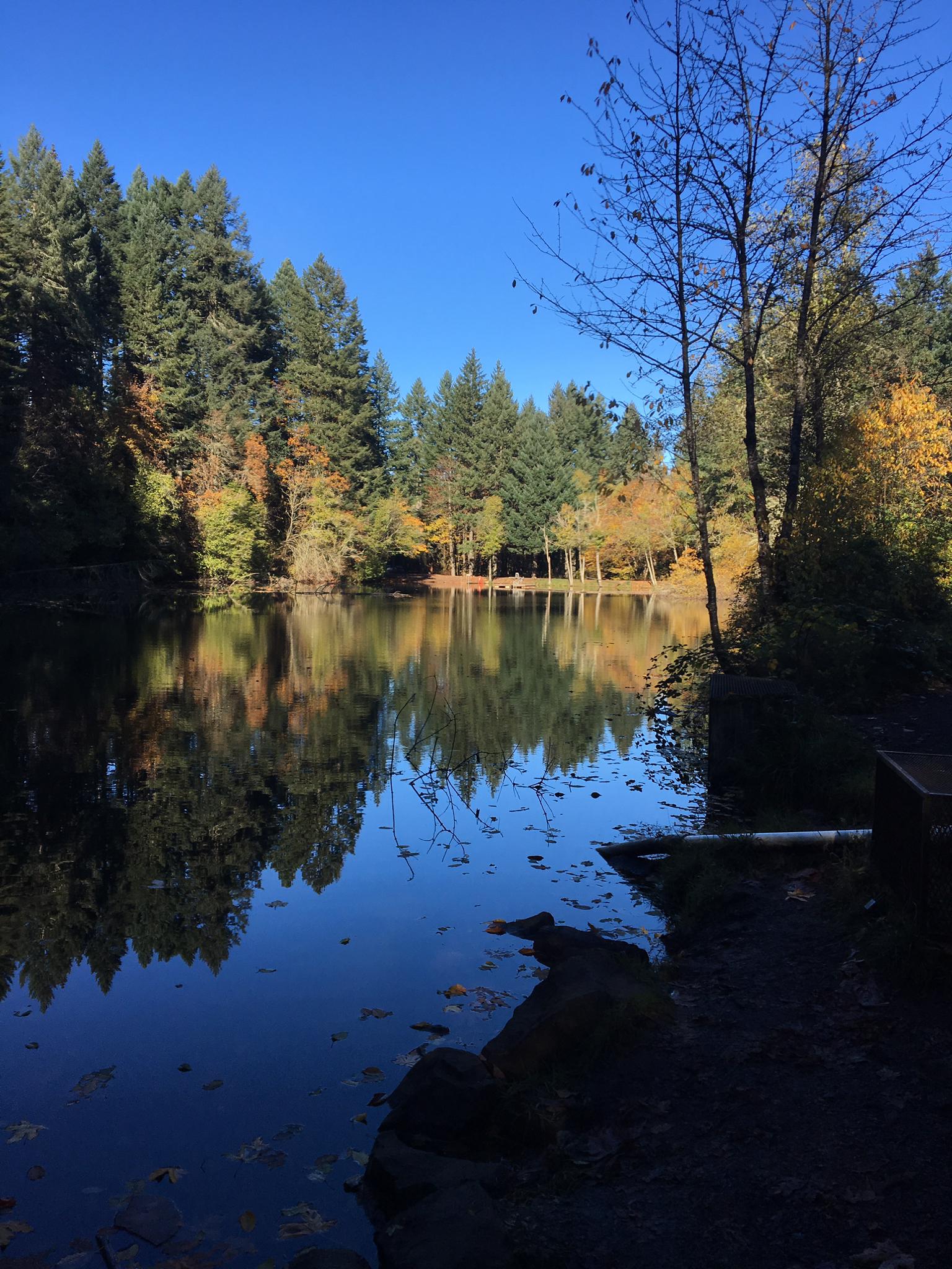 Sunny view of a calm lake reflecting a vibrant forest under a blue sky.