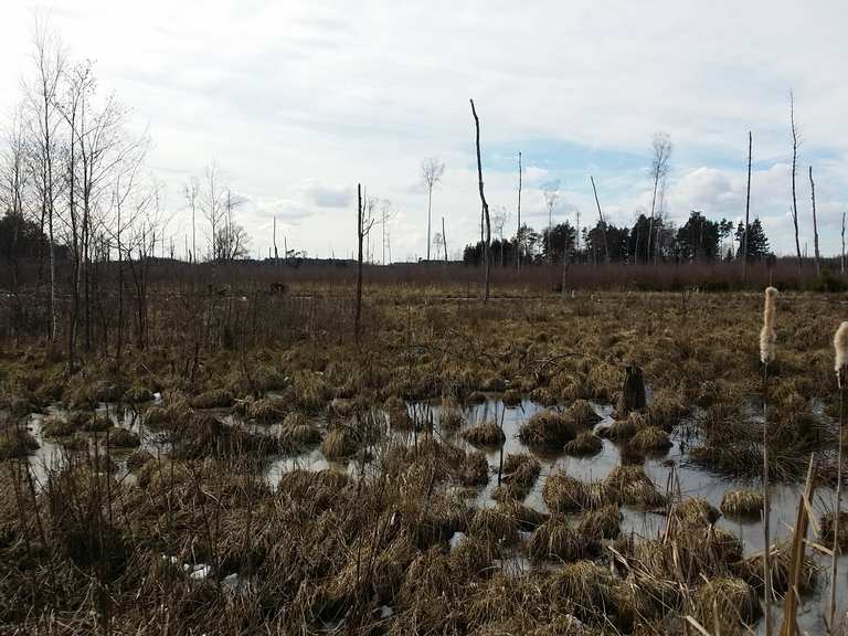 Das Haspelmoor Moorlandschaft bei Haspelmoor Runde von Haspelmoor