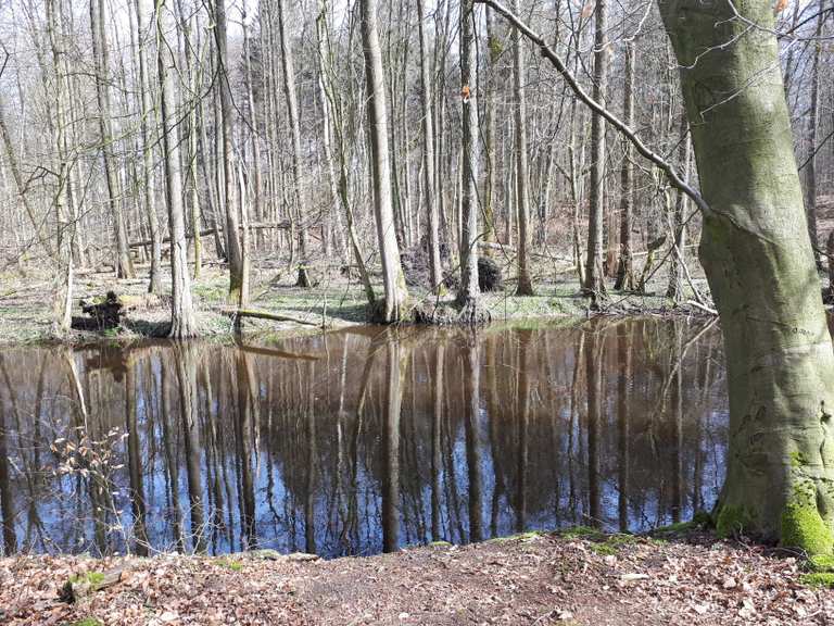 Weg an der Ammersbek Wanderungen und Rundwege komoot