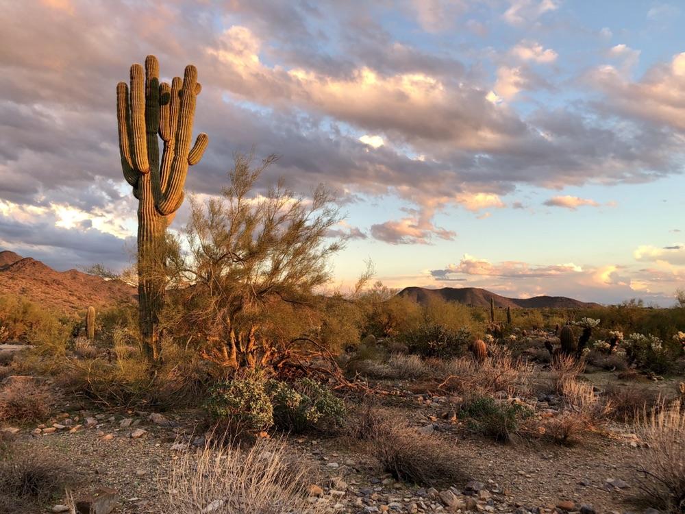 Tall saguaro cactus in a desert landscape under a cloudy sunset sky.