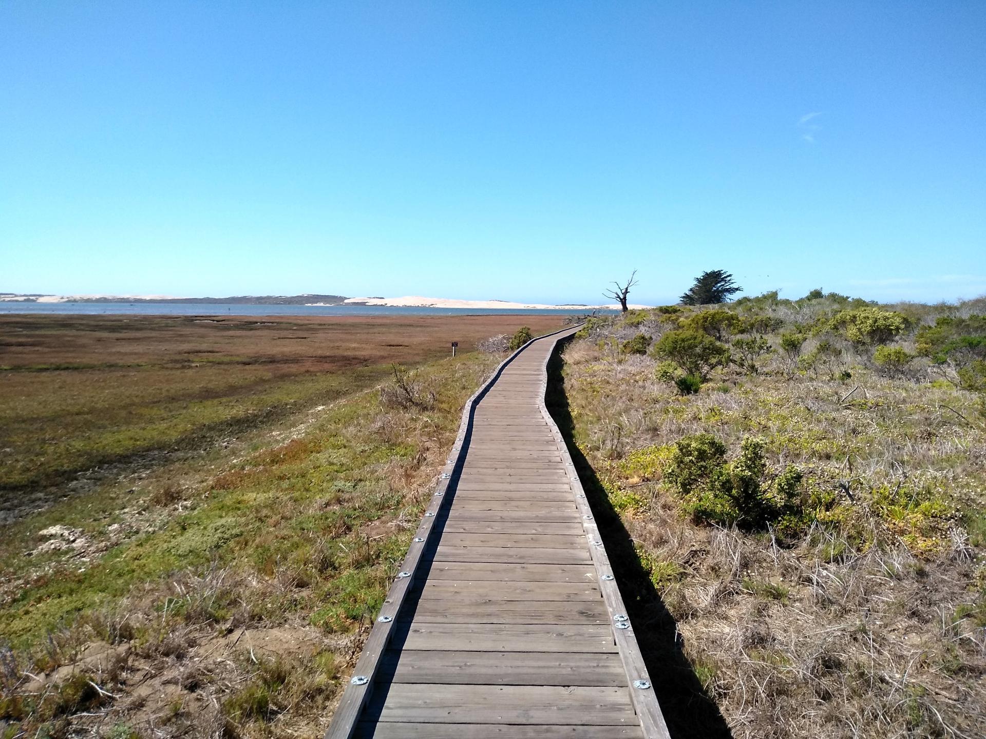 Winding wooden boardwalk through marshland under a bright blue sky.