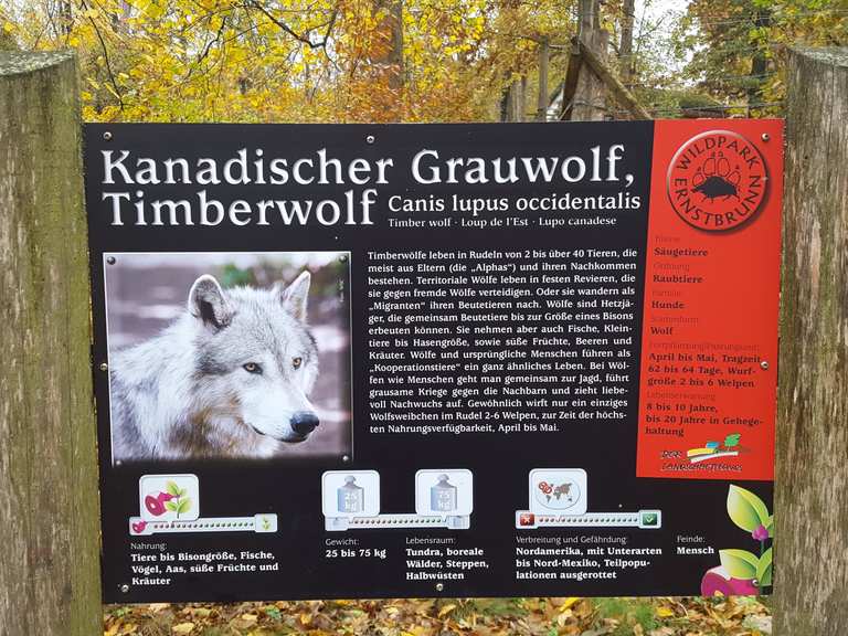 Timberwolf Welpen