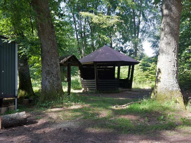 Sieben Fichten im Wald zwischen Kirkel, Wörschweiler und Bierbach
