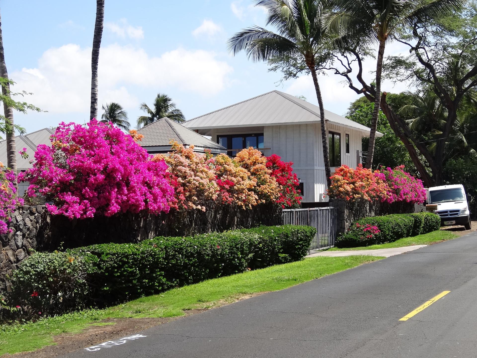 White house with vibrant pink and orange flowering bushes along a sunny street.