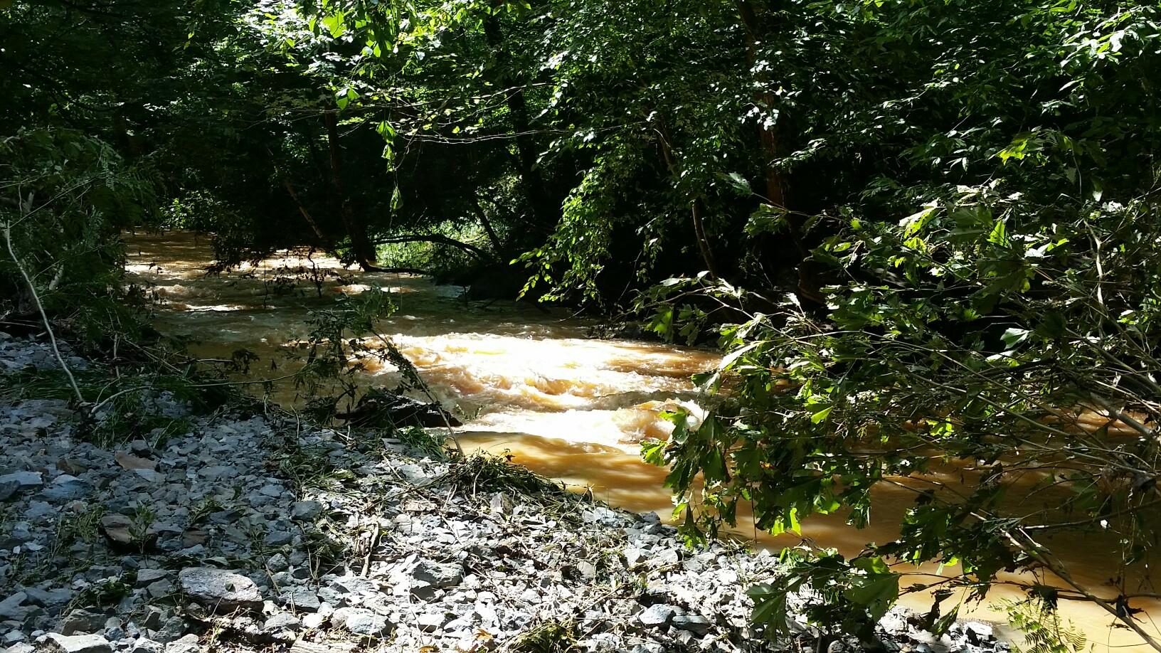 A muddy, fast-flowing stream rushes through a dense, sunlit forest.