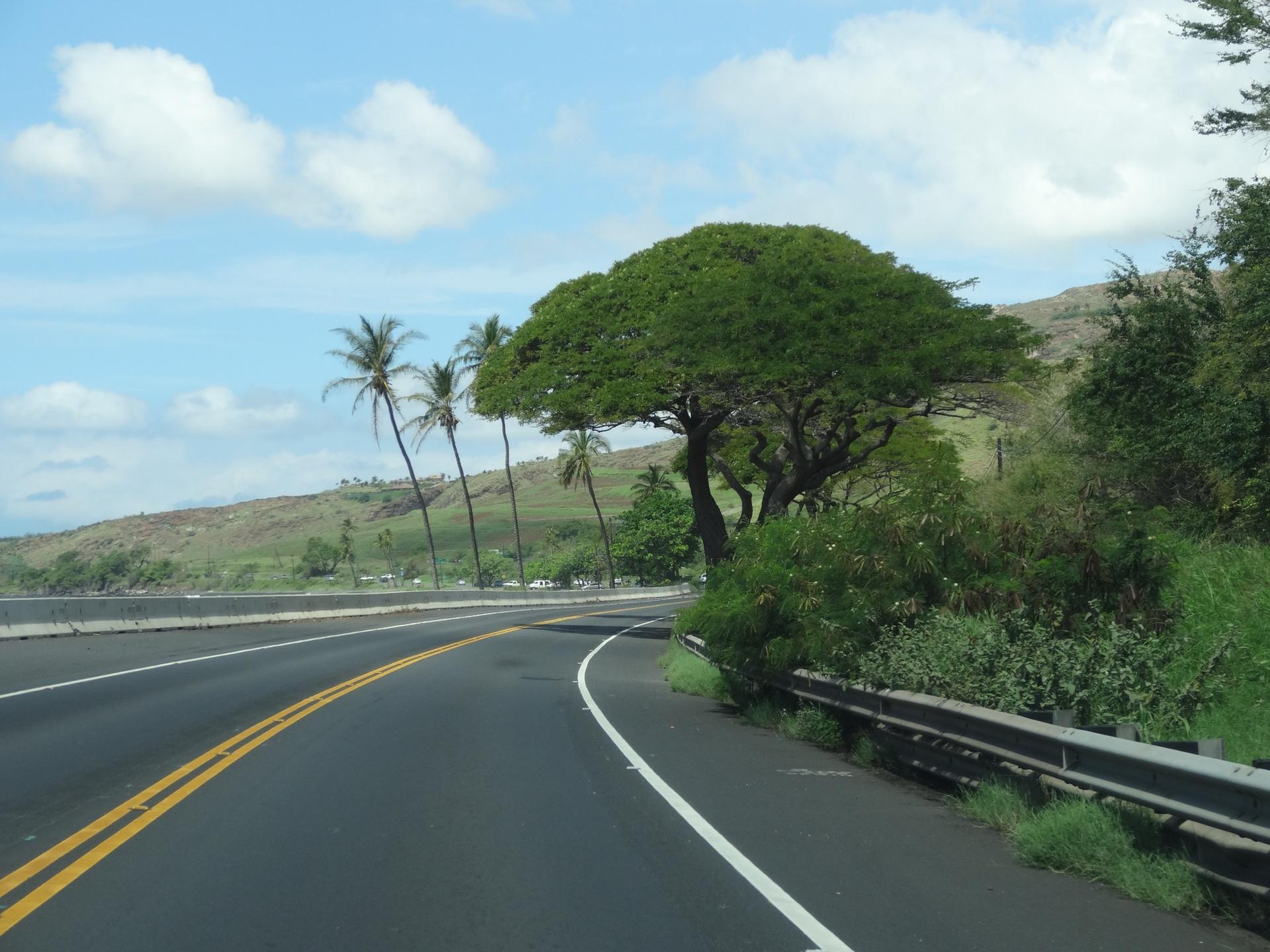 Curving road with palm trees and green hills under a bright, cloudy sky.