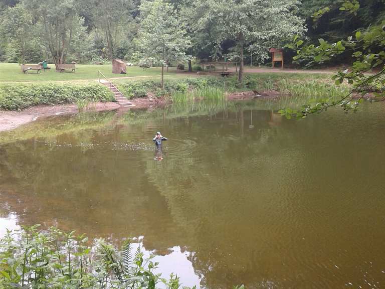 Bärenlochweiher Wanderungen und Rundwege komoot