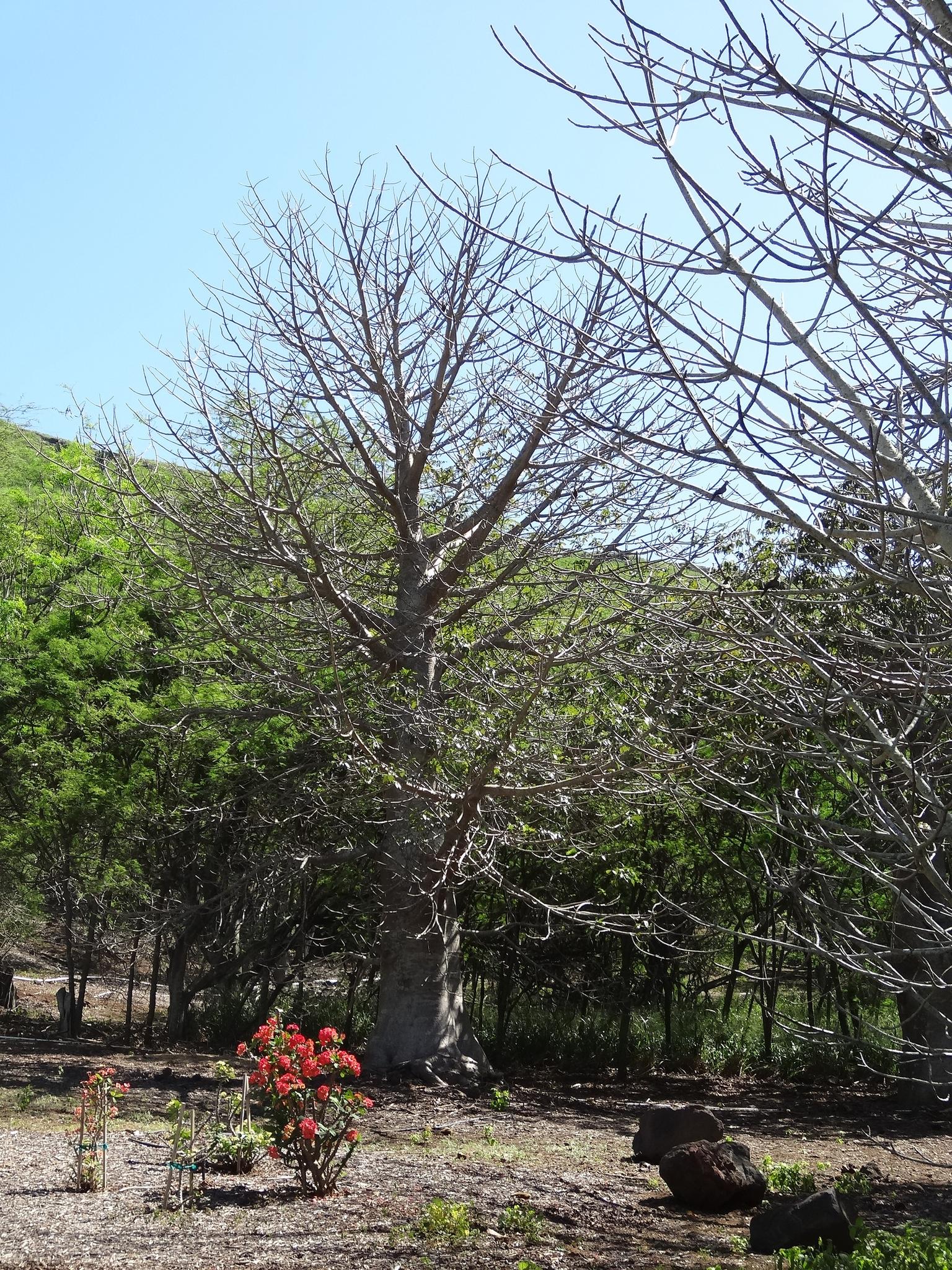 A tall, bare tree stands against green foliage and a bright blue sky.