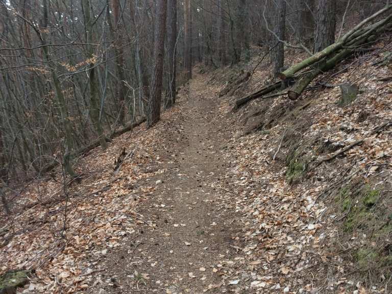 singletrail rheinland-pfalz