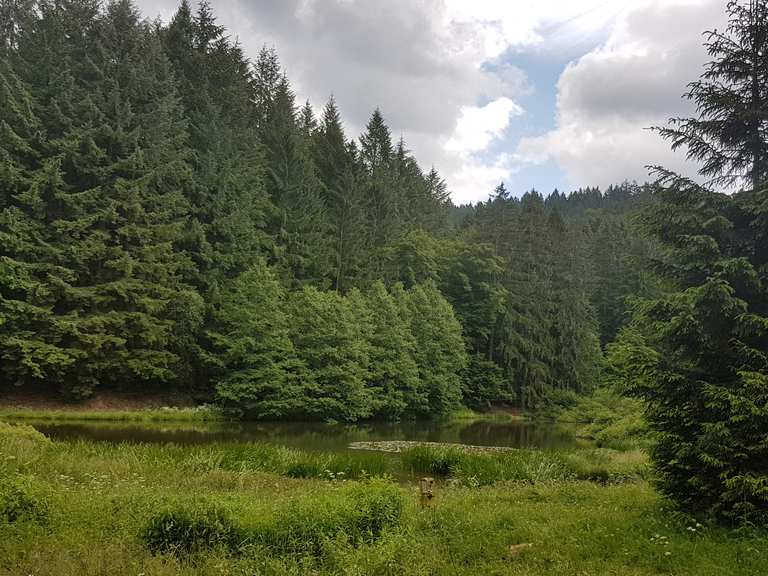 Dreisbachteich Mountain Bike Trails & Tracks Komoot