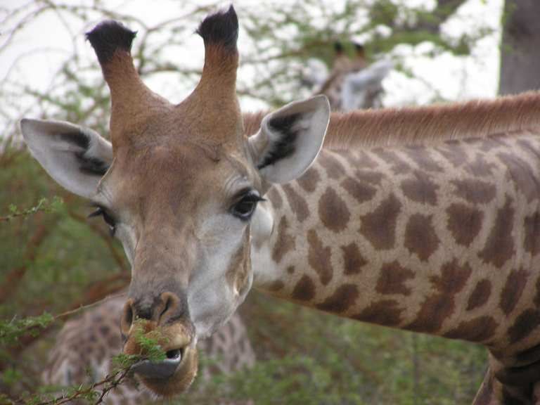 Réserve de Bandia Wanderungen und Rundwege komoot