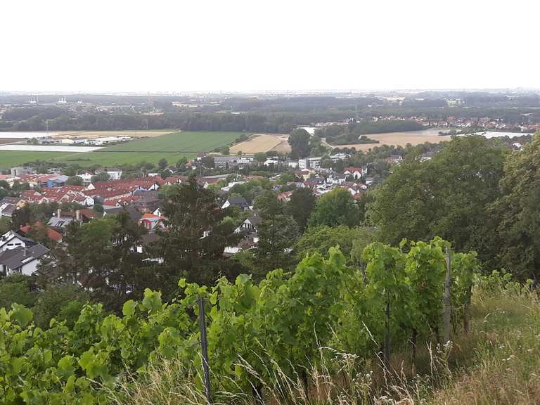 Altstadt von Zwingenberg Melibokus Runde von Zwingenberg (Bergstr