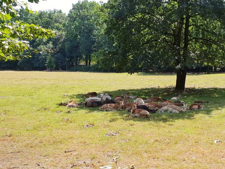 Niendorfer Gehege: Wanderungen und Rundwege | komoot