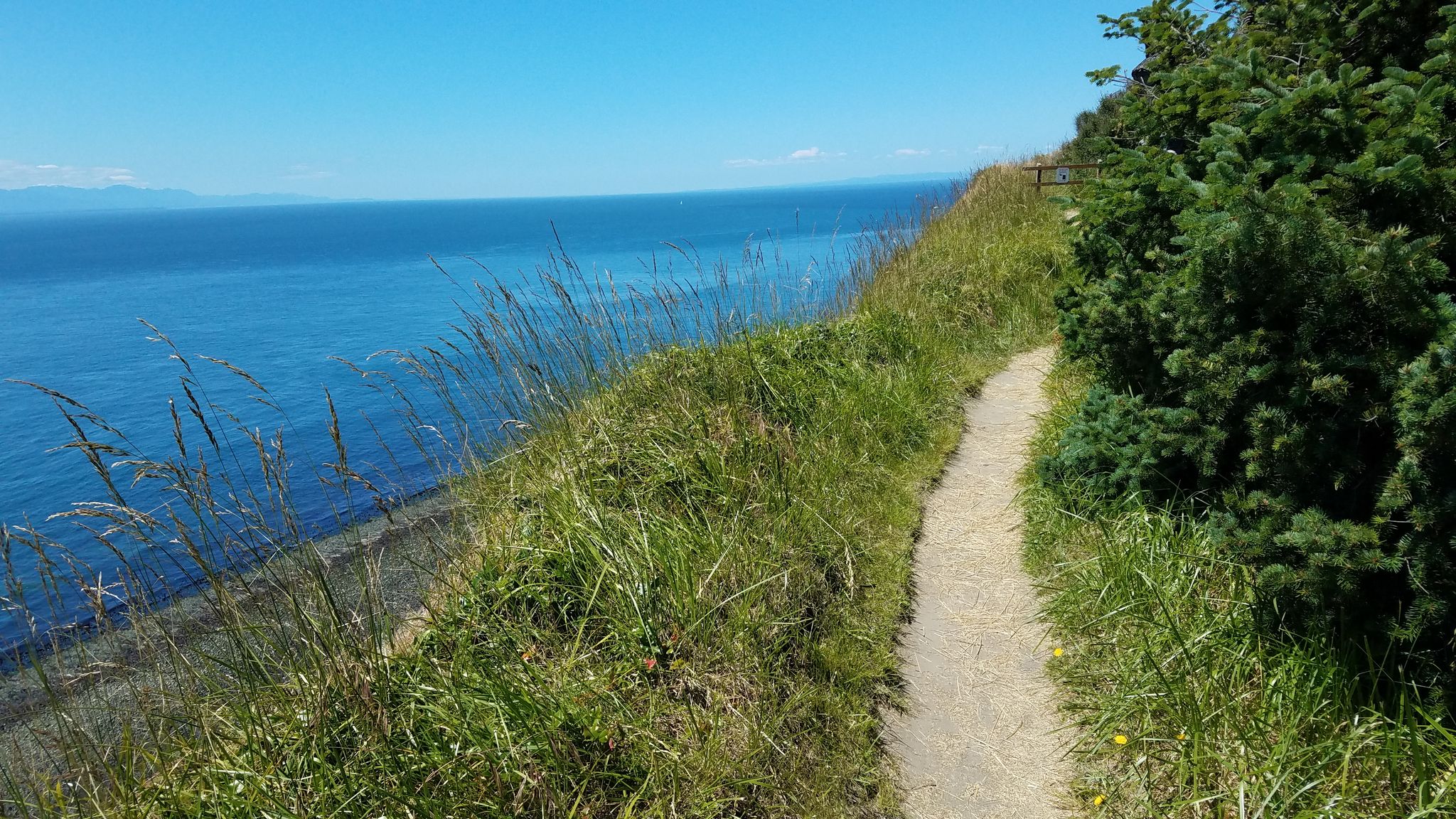 Narrow dirt path winding along a sunny, grassy cliff overlooking a blue ocean. - Kettles Recreation Area loop from Fort Ebey State Park