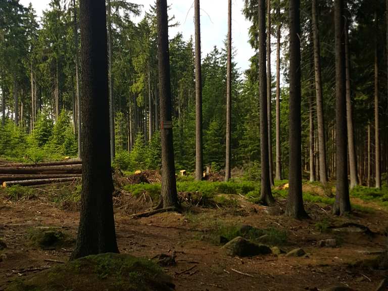 Mauseklippe Schierke Harz Hiking Tips Photos Komoot