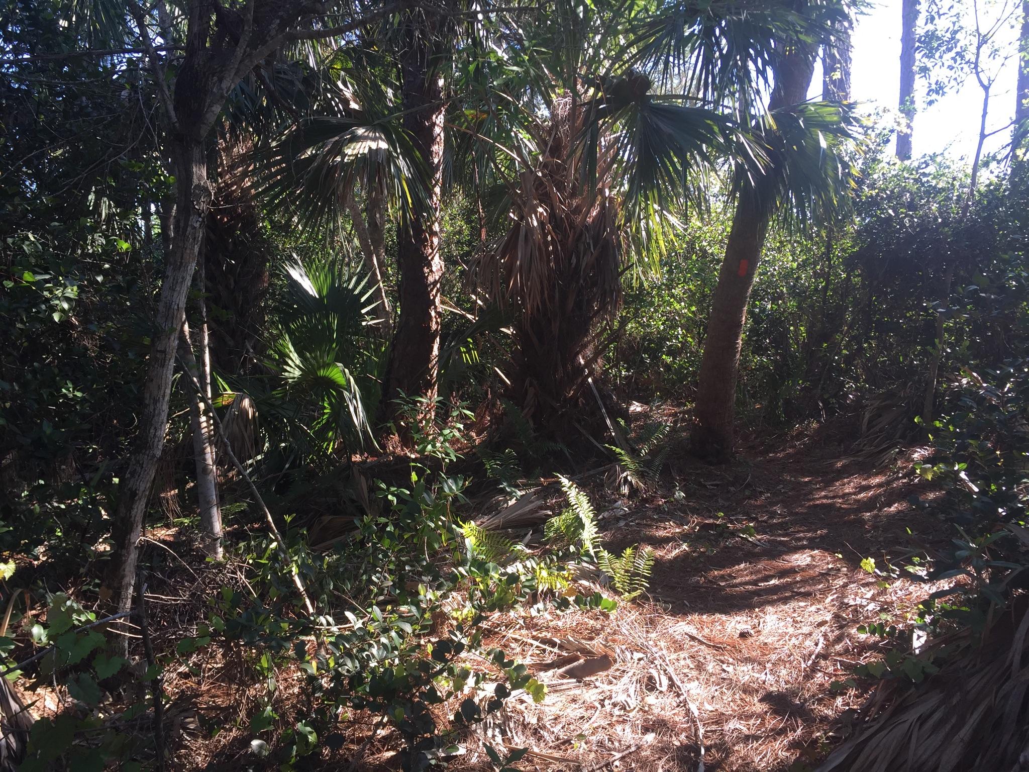 A shaded dirt path winds through a dense, sun-dappled tropical forest.