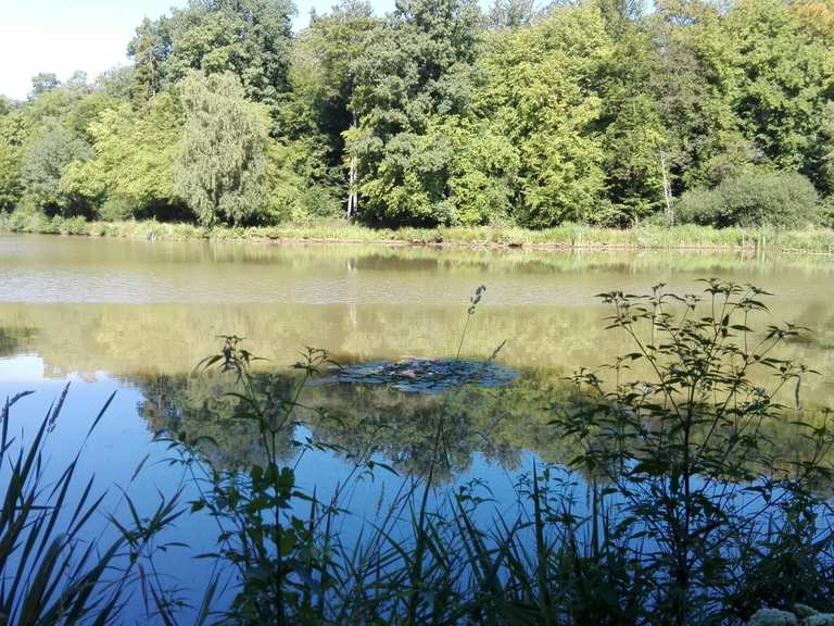 Drei Teiche (Mittlerer Teich) Storchnest Runde von Hungen Wanderung