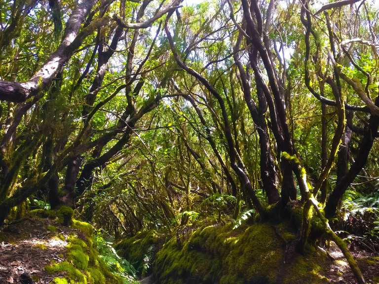Acceso al sendero del Pijaral Wanderungen und Rundwege komoot