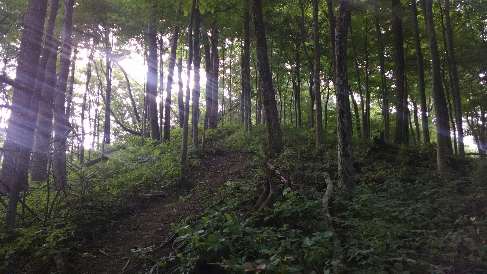 Sunbeams filter through a dense green forest on a hilly path.